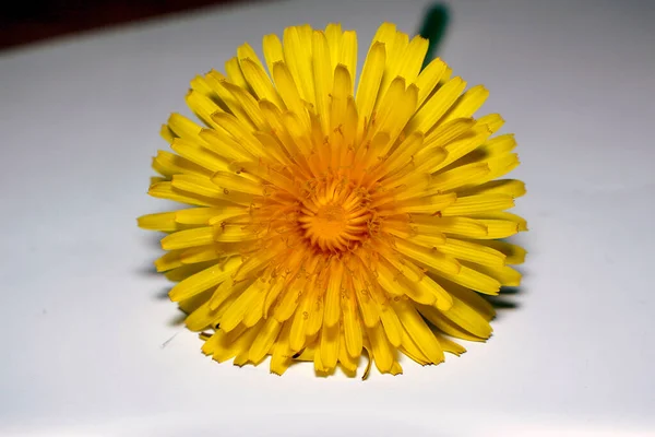 Красива Жовта Квітка Кульбаби Саду — стокове фото
