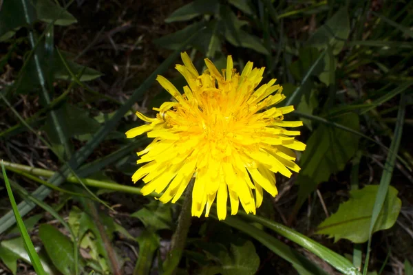 庭の美しい黄色のタンポポの花 — ストック写真