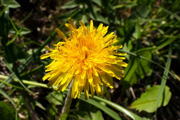 Belle Fleur Pissenlit Jaune Dans Jardin — Photo