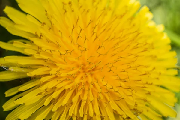 花园里美丽的黄色蒲公英 — 图库照片