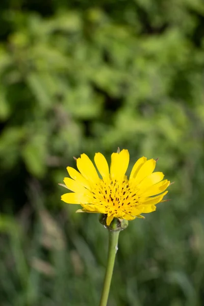 Krásná Žlutá Pampeliška Zahradě — Stock fotografie