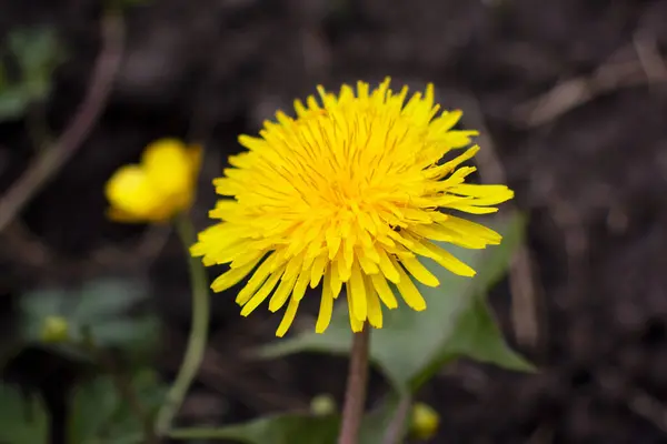 庭の美しい黄色のタンポポの花 — ストック写真