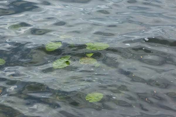 Water Storm Lake Vegetation — Stock Photo, Image