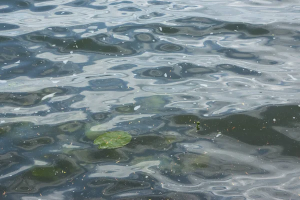湖上的水和风暴以及植被 — 图库照片