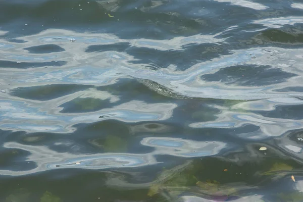 Water and storm on the lake and vegetation