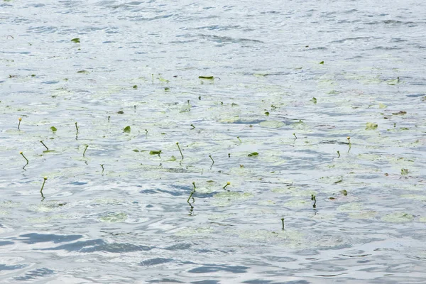 Вода Буря Озере Растительность — стоковое фото