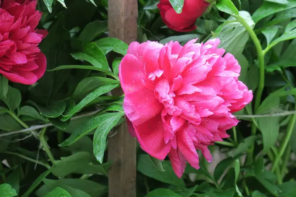 雨の後庭の鮮やかな赤い牡丹の花 — ストック写真