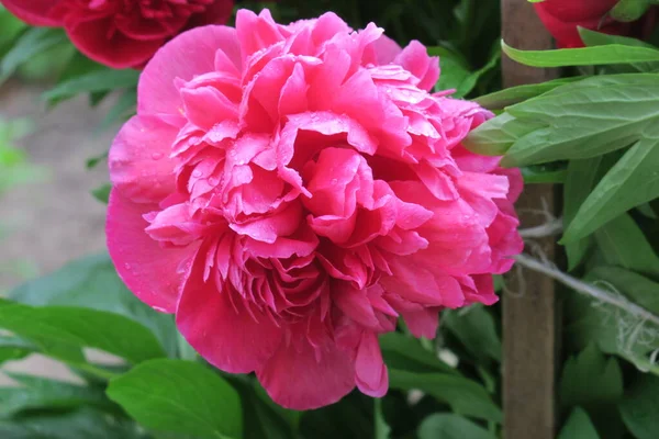 Fiori Peonia Rosso Brillante Giardino Dopo Pioggia — Foto Stock