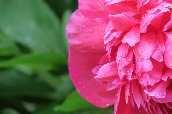 雨の後庭の鮮やかな赤い牡丹の花 — ストック写真
