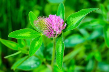 Güzel mor yonca çiçeği ve çimen