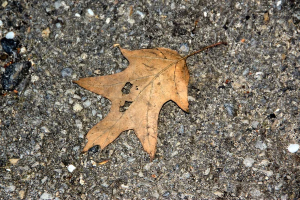 Yerdeki bir ağaçtan sarı yaprak