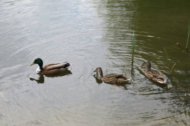 Baharda güzel kuş ve vahşi yaşam