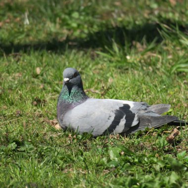 Baharda güzel kuş ve vahşi yaşam