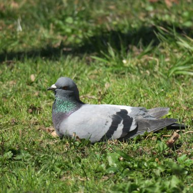 Baharda güzel kuş ve vahşi yaşam