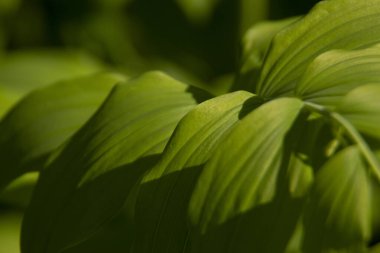 Baharda bahçede güzel yeşil bitkiler