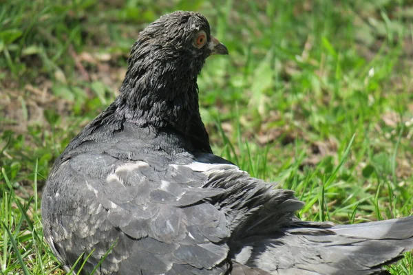 Schöne Vögel Und Wildtiere Frühling — Stockfoto