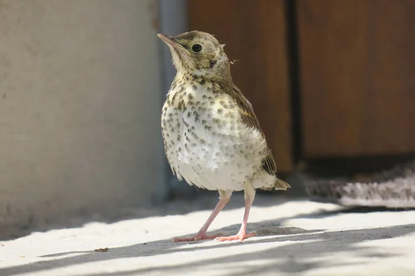 Prachtige Vogel Wilde Dieren Het Voorjaar — Stockfoto