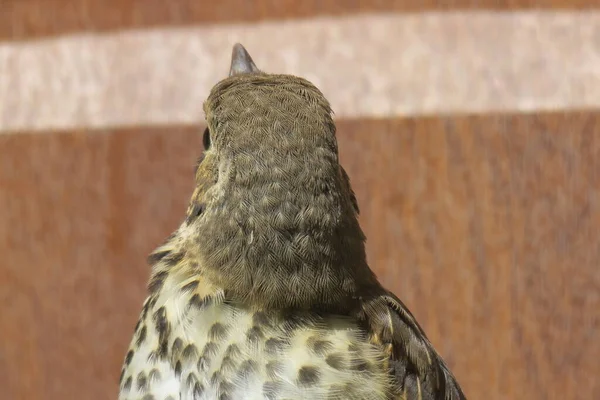 春の美しい鳥や野生動物 — ストック写真