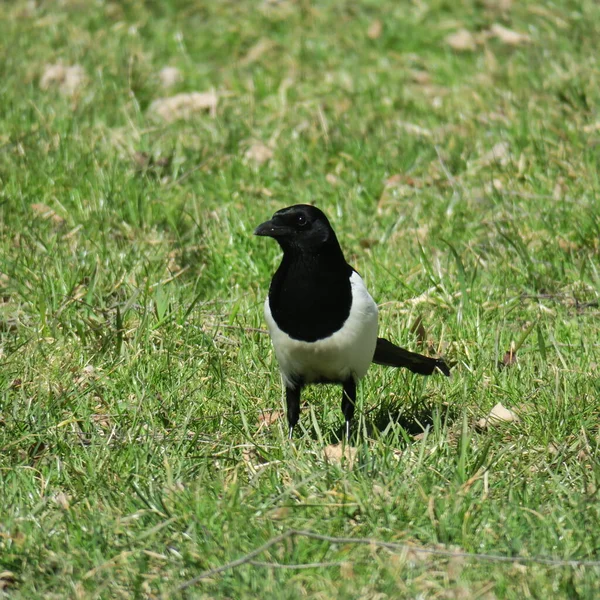 Schöne Vögel Und Wildtiere Frühling — Stockfoto