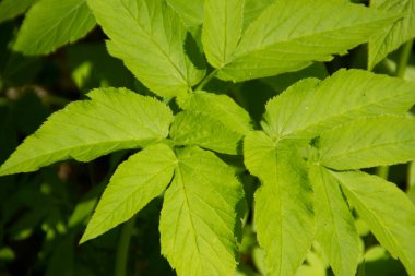 Baharda bahçede güzel yeşil bitkiler