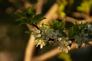 Baharda bahçede güzel yeşil bitkiler