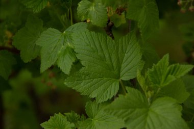 Baharda bahçede güzel yeşil bitkiler