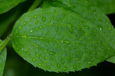 Baharda bahçede güzel yeşil bitkiler