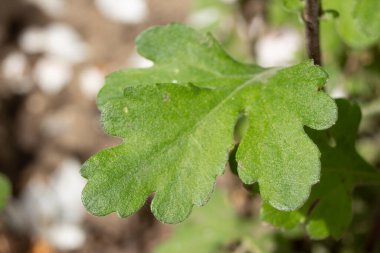 Baharda bahçede güzel yeşil bitkiler