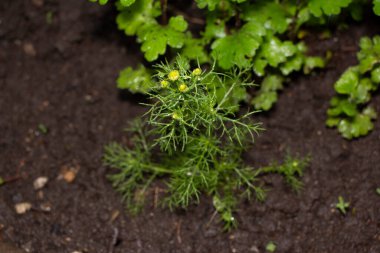 Baharda bahçede güzel yeşil bitkiler