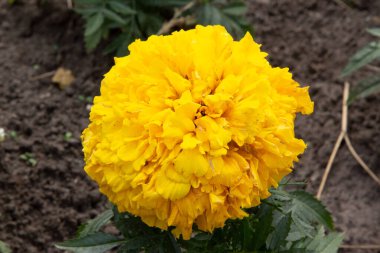 Baharda bahçede güzel yeşil bitkiler