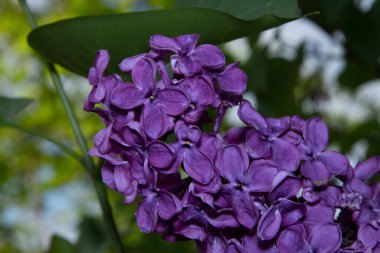 Baharda bahçede güzel yeşil bitkiler