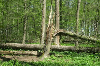 Baharda bahçede güzel yeşil bitkiler
