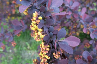 Baharda bahçede güzel yeşil bitkiler