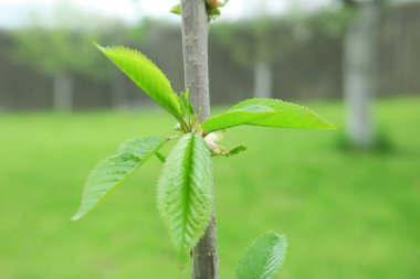 Baharda bahçede güzel yeşil bitkiler