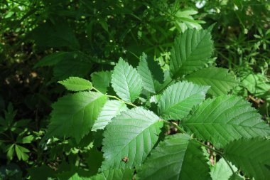 Baharda bahçede güzel yeşil bitkiler