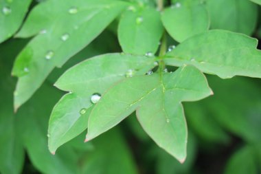 Baharda bahçede güzel yeşil bitkiler