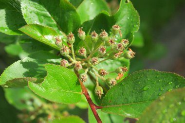 Baharda bahçede güzel yeşil bitkiler