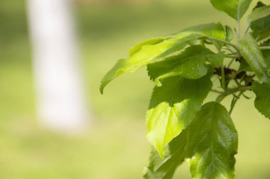 Baharda bahçede güzel yeşil bitkiler