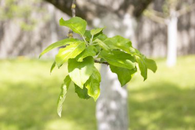 Baharda bahçede güzel yeşil bitkiler