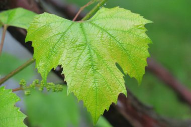 Baharda bahçede güzel yeşil bitkiler