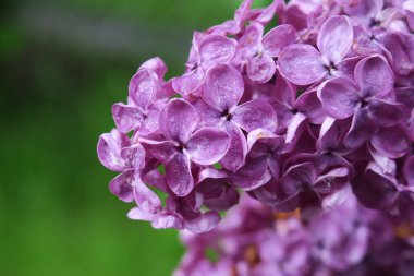 Baharda bahçede güzel yeşil bitkiler