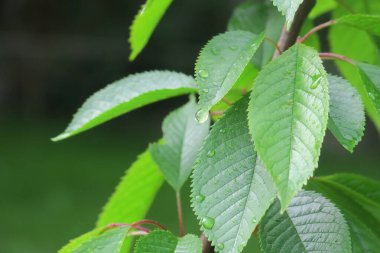 Baharda bahçede güzel yeşil bitkiler