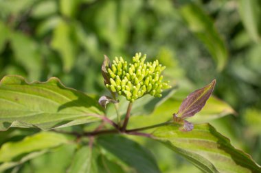 Baharda bahçede güzel yeşil bitkiler
