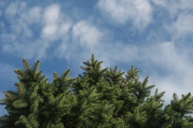 Baharda bahçede güzel yeşil bitkiler