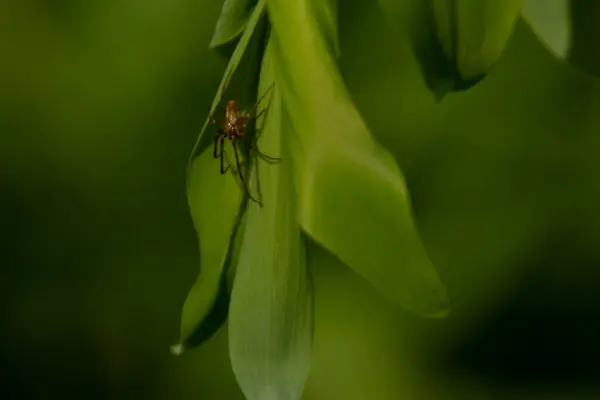 Belle Piante Verdi Primavera Giardino — Foto Stock