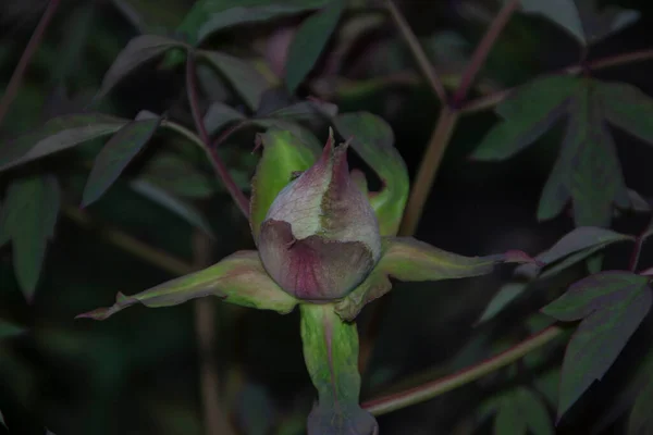 Belas Plantas Verdes Primavera Jardim — Fotografia de Stock