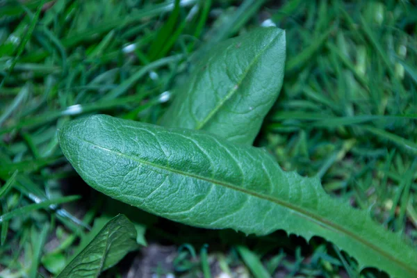 Belas Plantas Verdes Primavera Jardim — Fotografia de Stock