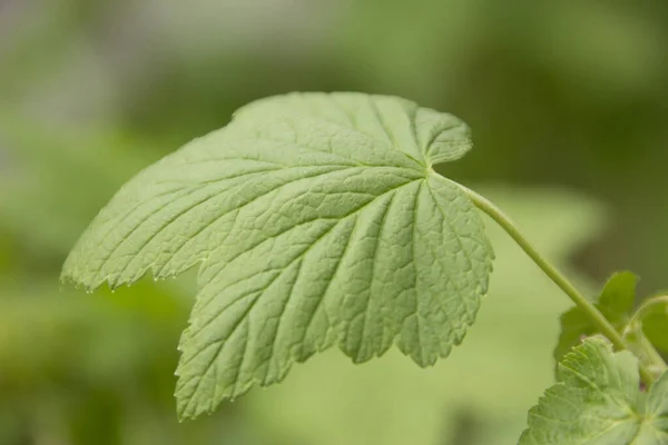 Beautiful Green Plants Spring Garden — Stock Photo, Image