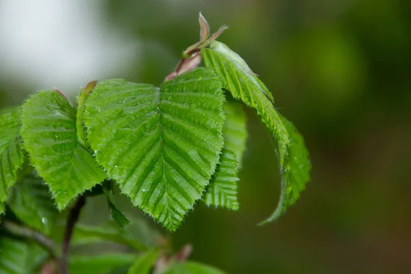 Belle Piante Verdi Primavera Giardino — Foto Stock