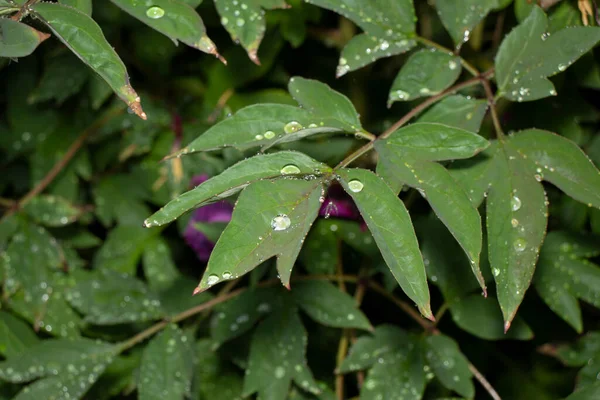 Belas Plantas Verdes Primavera Jardim — Fotografia de Stock